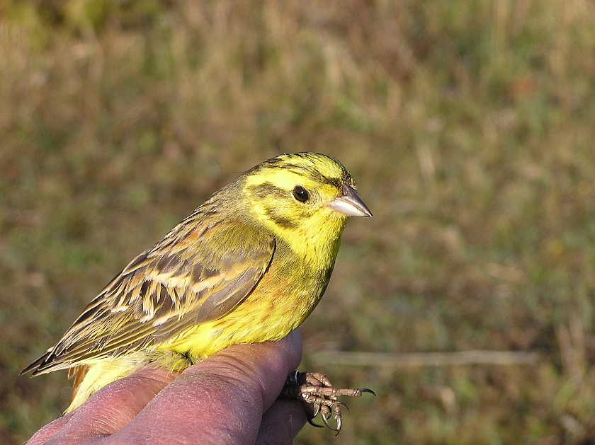 Yellowhammer, Sundre 20050510